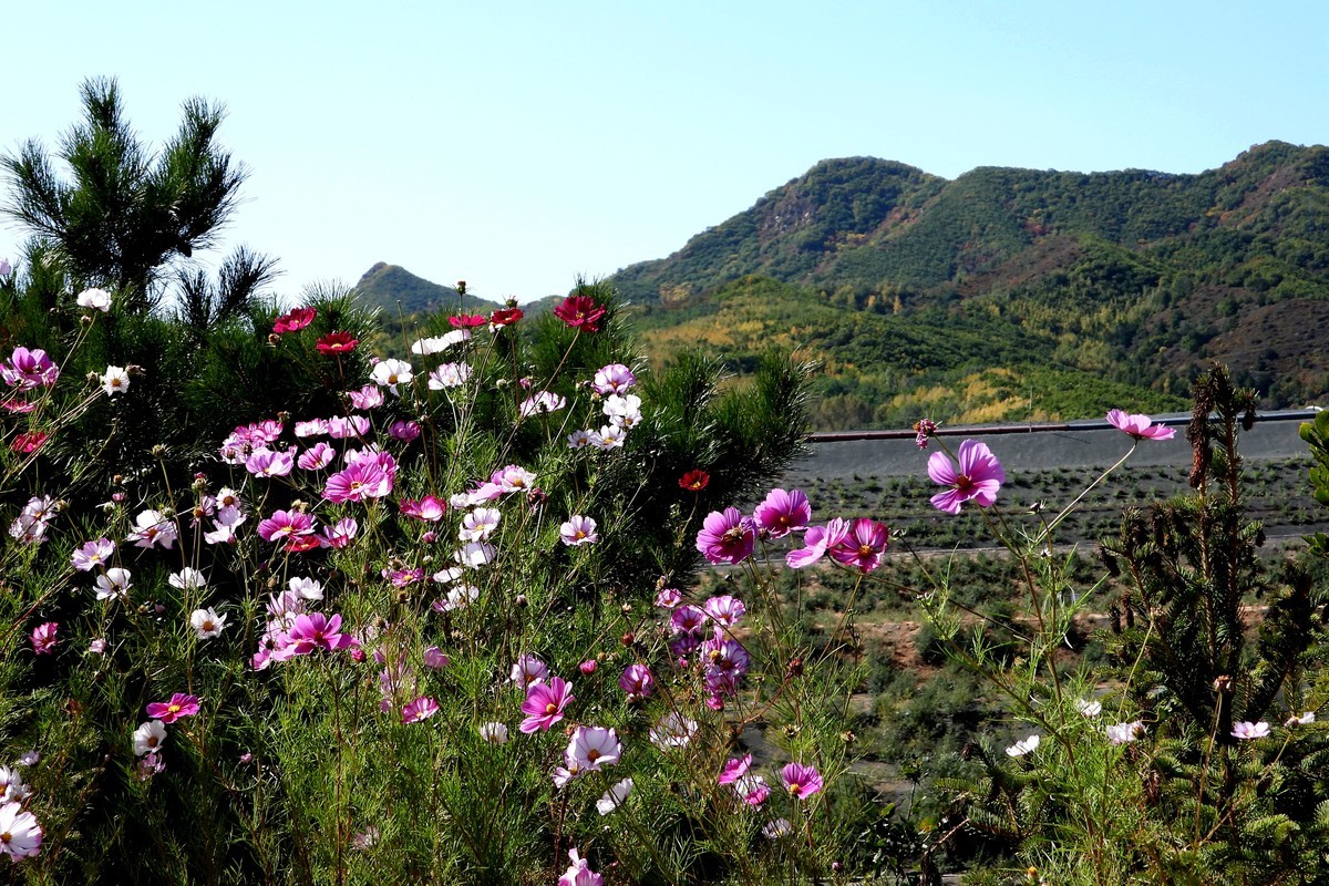 山行好景色 秋英花儿红