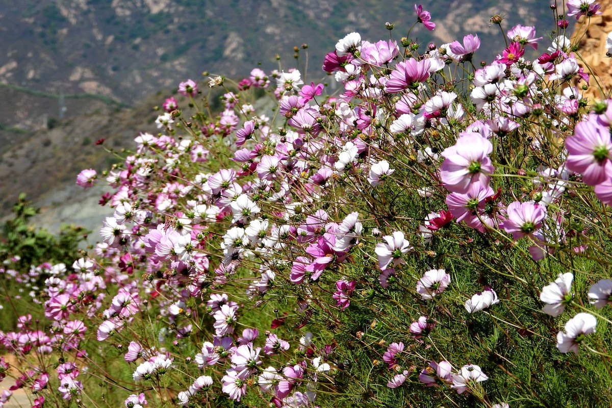 山行好景色 秋英花儿红