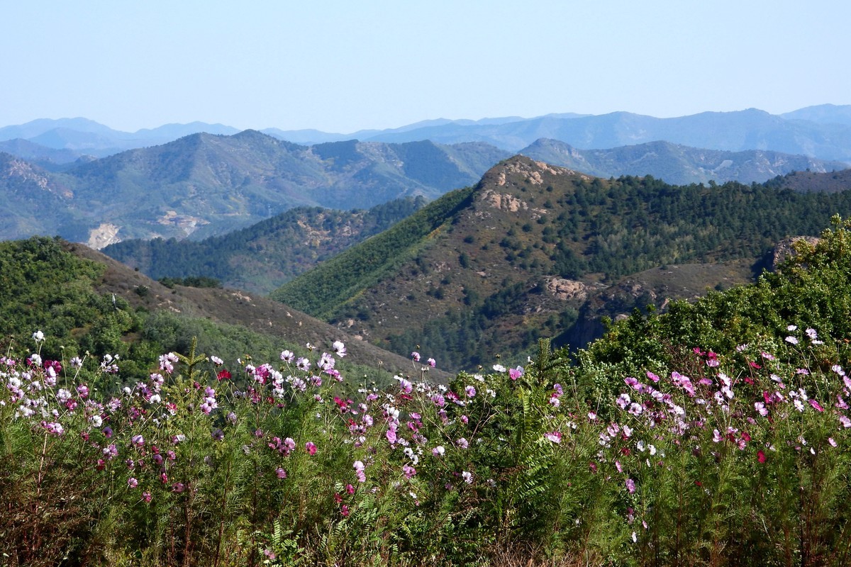 山行好景色 秋英花儿红