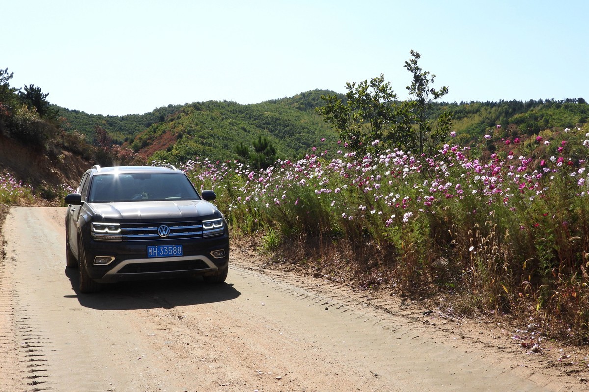 山行好景色 秋英花儿红