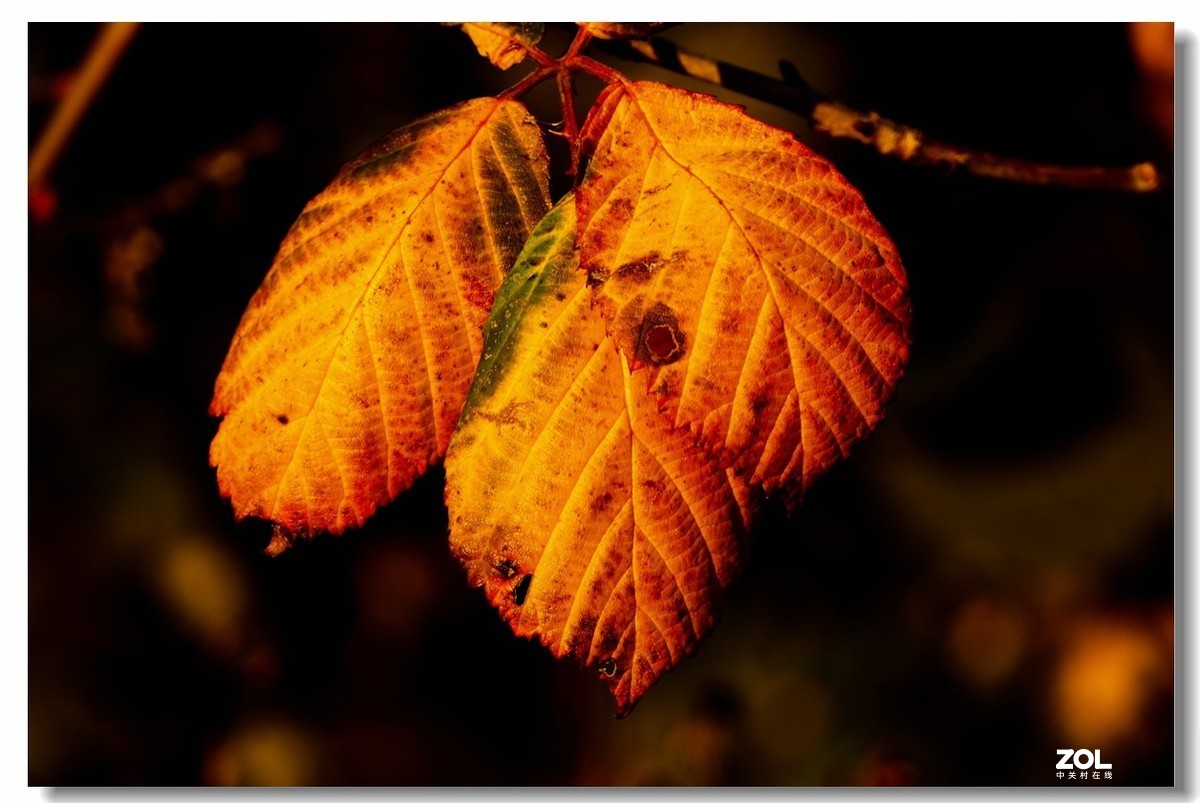 FZ1000携冬景拜望GF3师友--祝2021顺利安好!!!