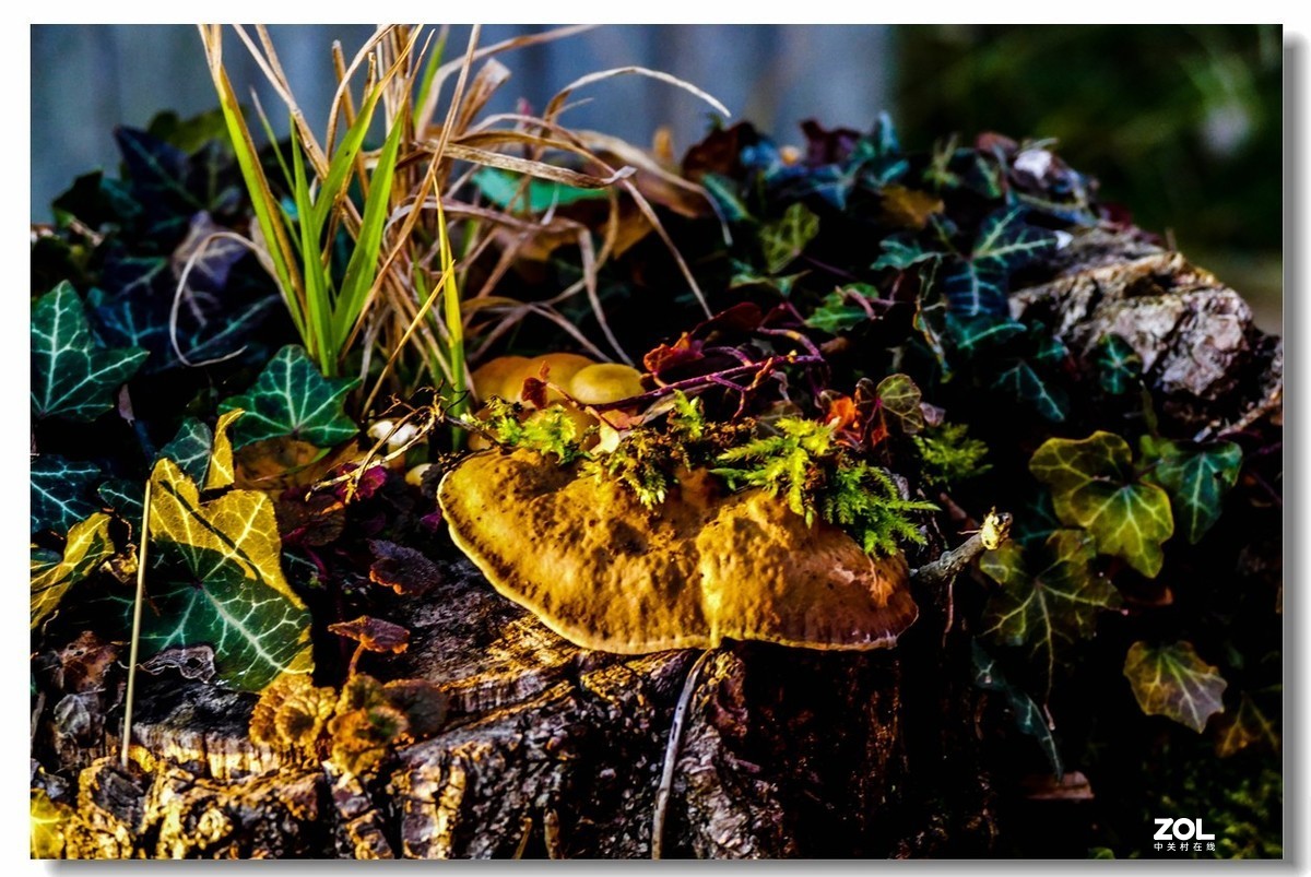 FZ1000携冬景拜望GF3师友--祝2021顺利安好!!!