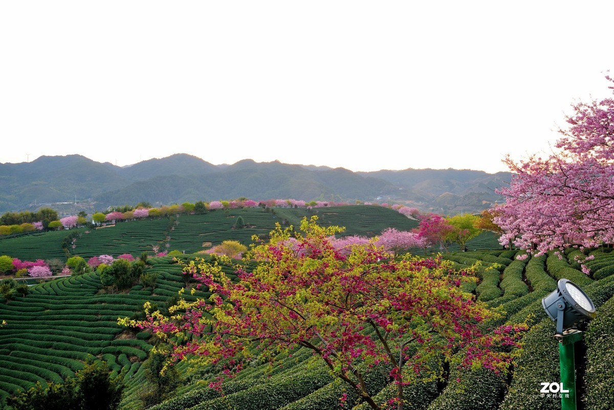 永福   茶园  樱花