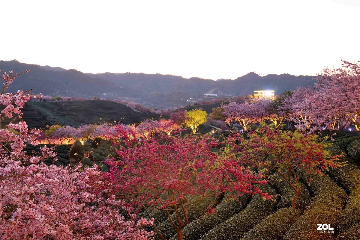 永福   茶园  樱花