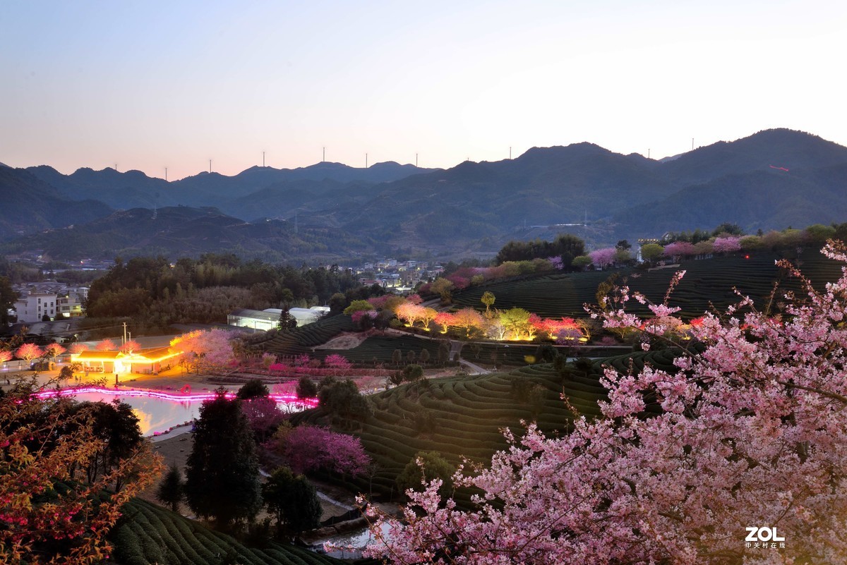 永福   茶园  樱花