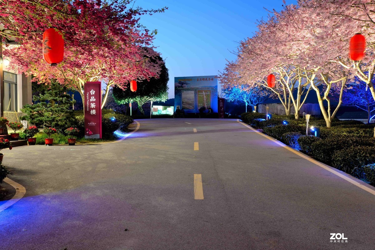 永福   茶园  樱花