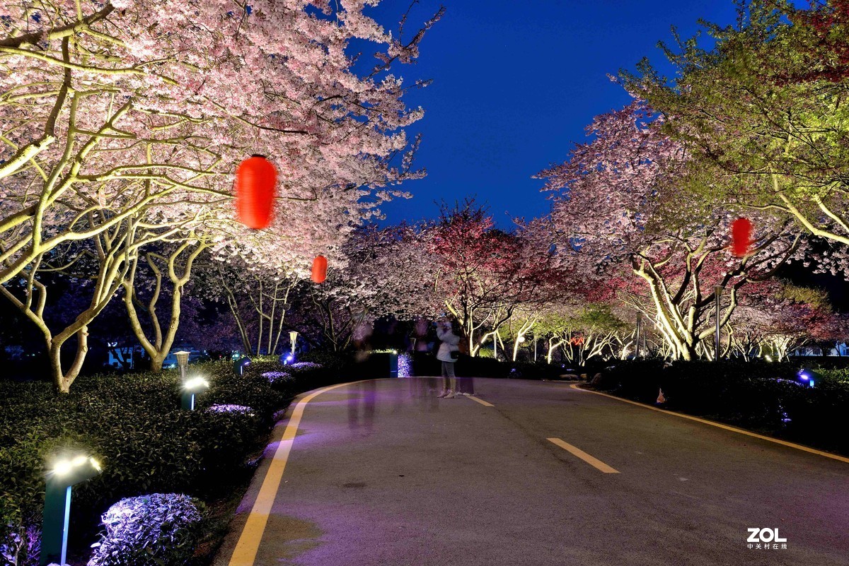 永福   茶园  樱花