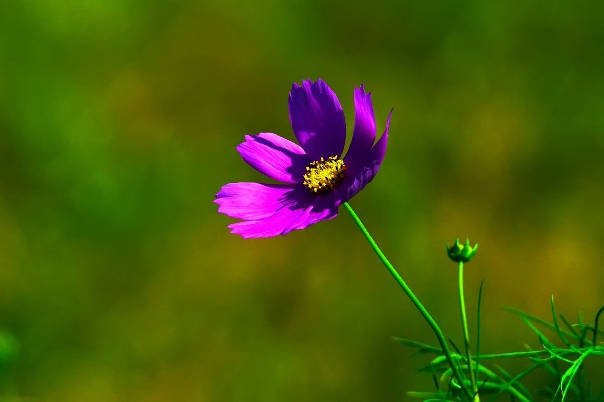 旧片_格桑花29