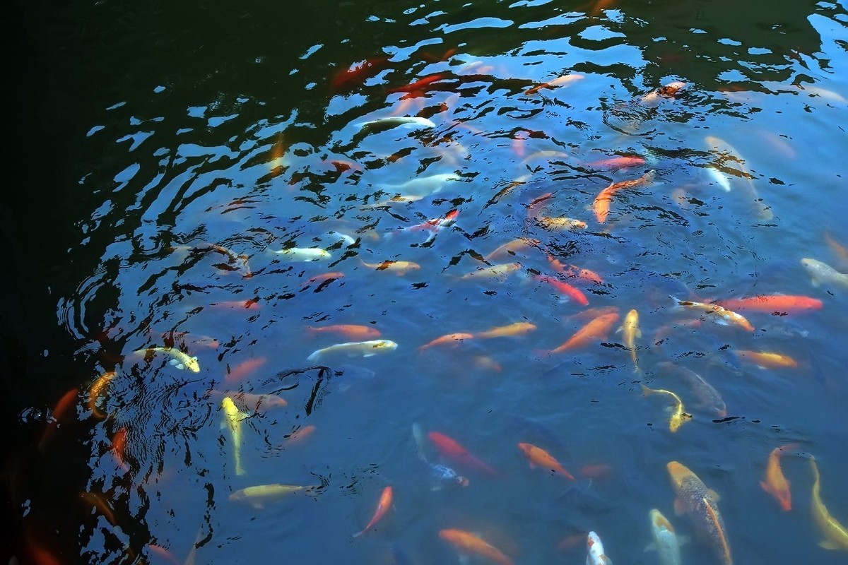 2021_荷塘里的鱼5