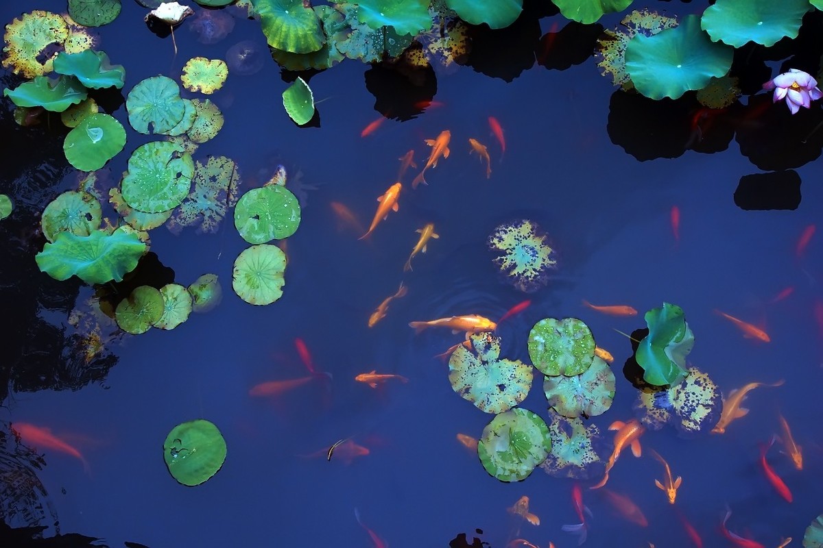 2021_荷塘里的鱼5