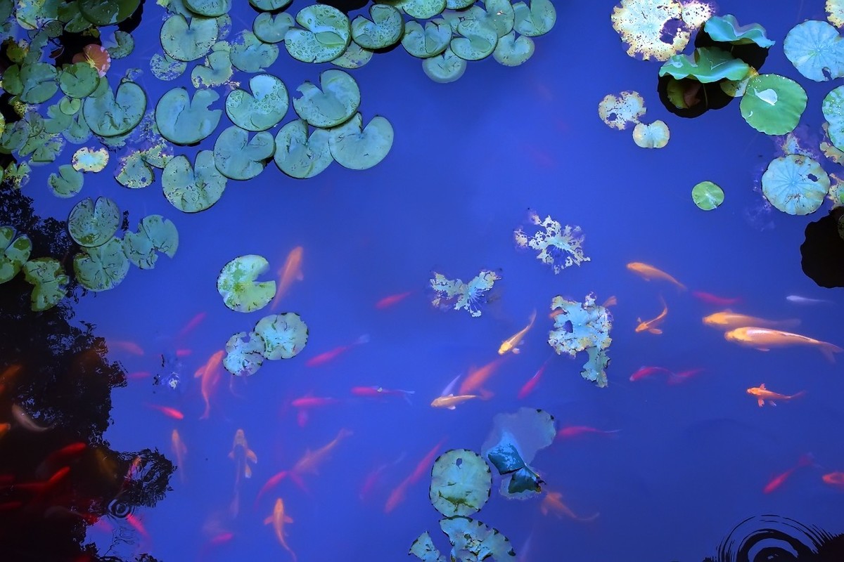 2021_荷塘里的鱼5