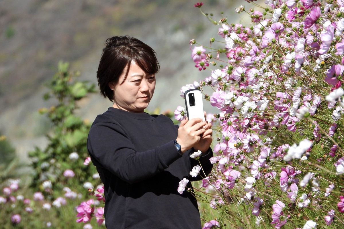 山行好景色 秋英花儿红