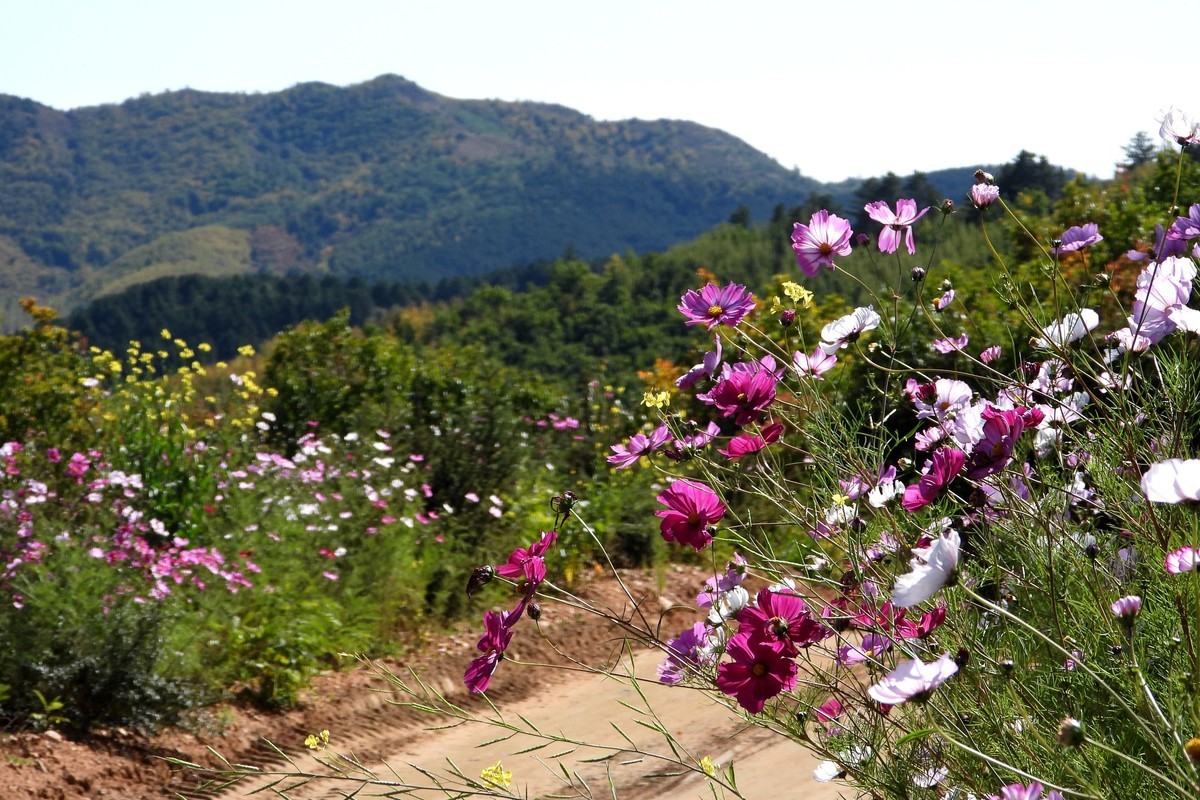 山行好景色 秋英花儿红