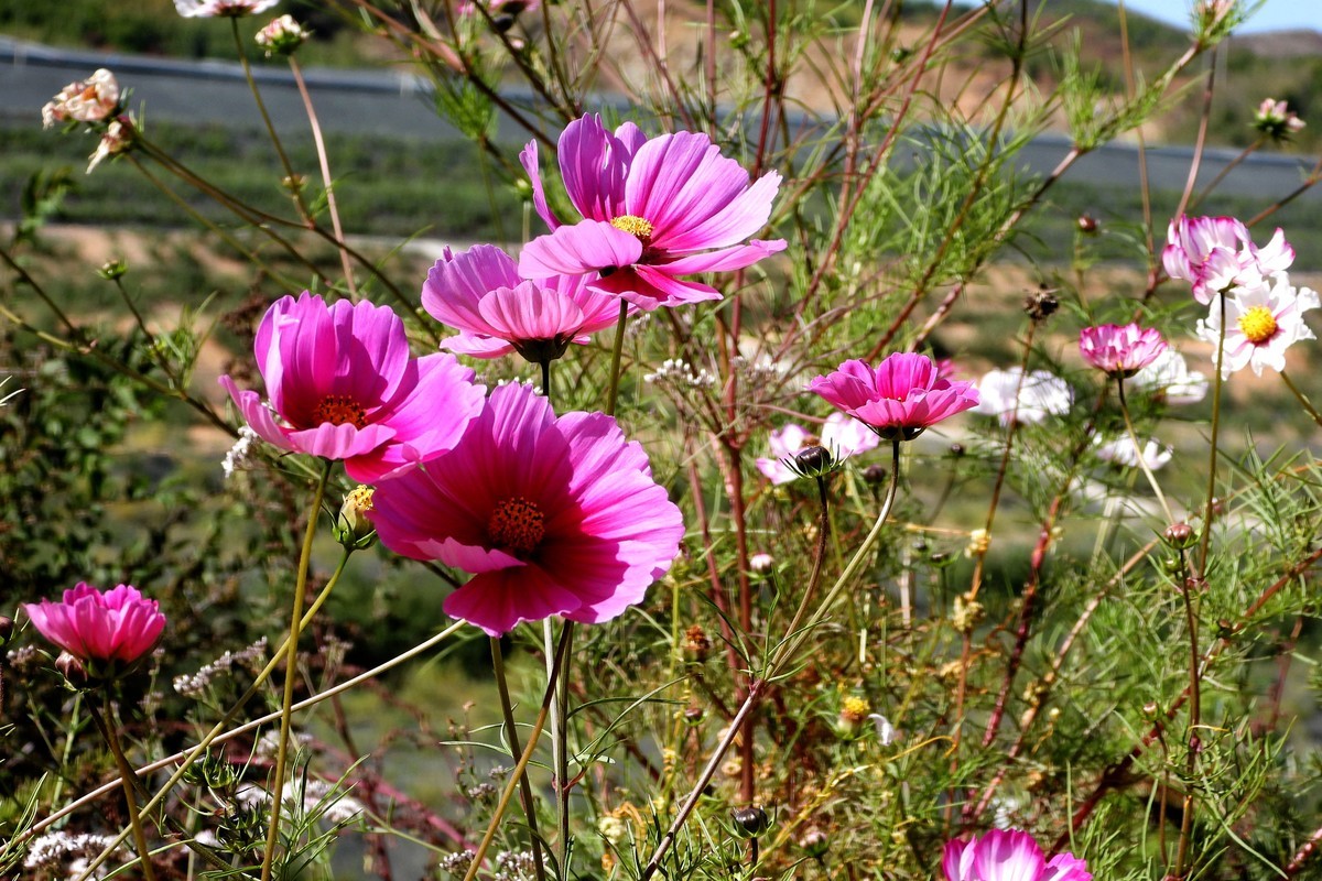 山行好景色 秋英花儿红