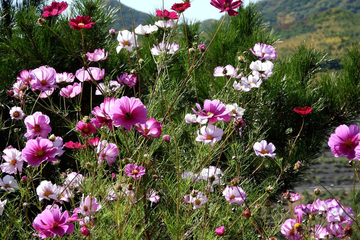 山行好景色 秋英花儿红