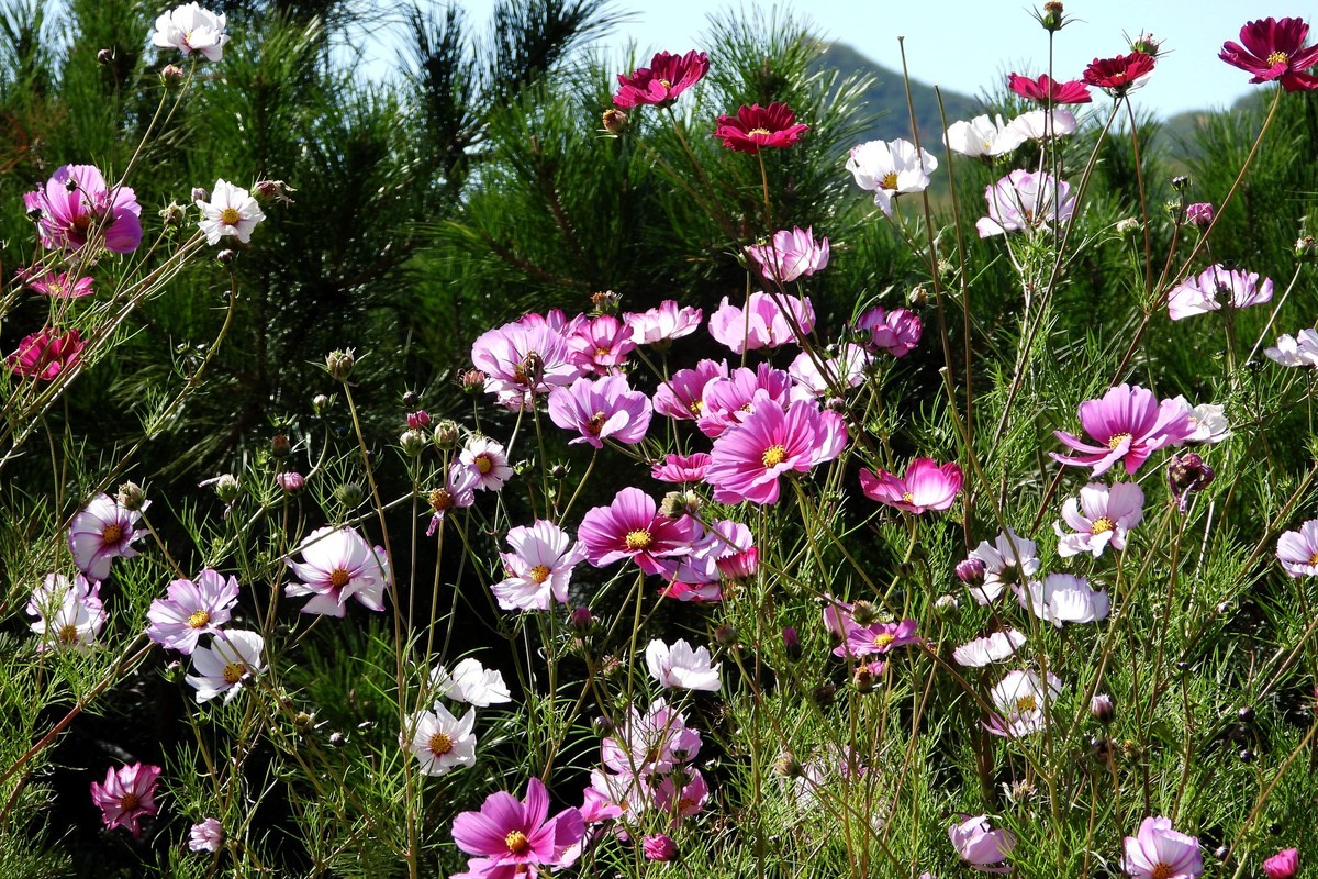 山行好景色 秋英花儿红