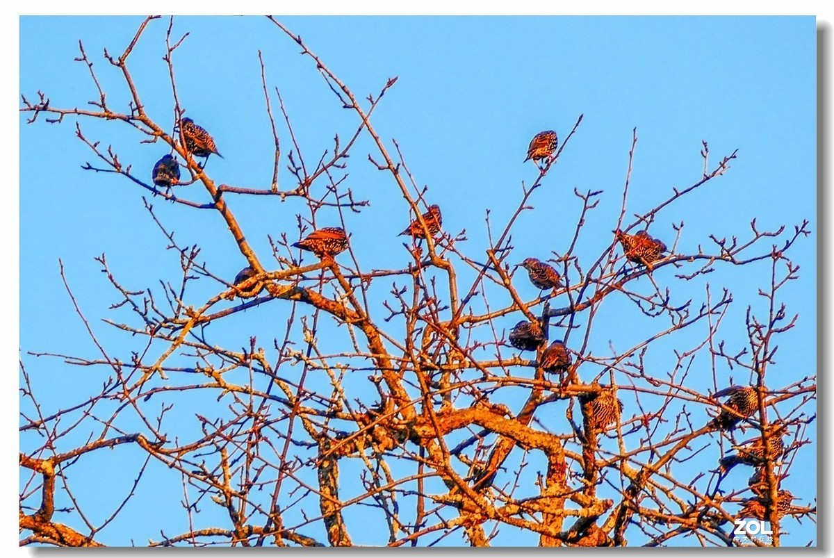 FZ1000携冬景拜望GF3师友--祝2021顺利安好!!!