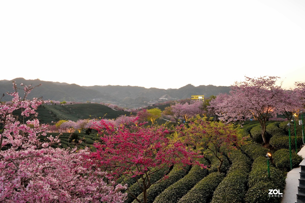 永福   茶园  樱花