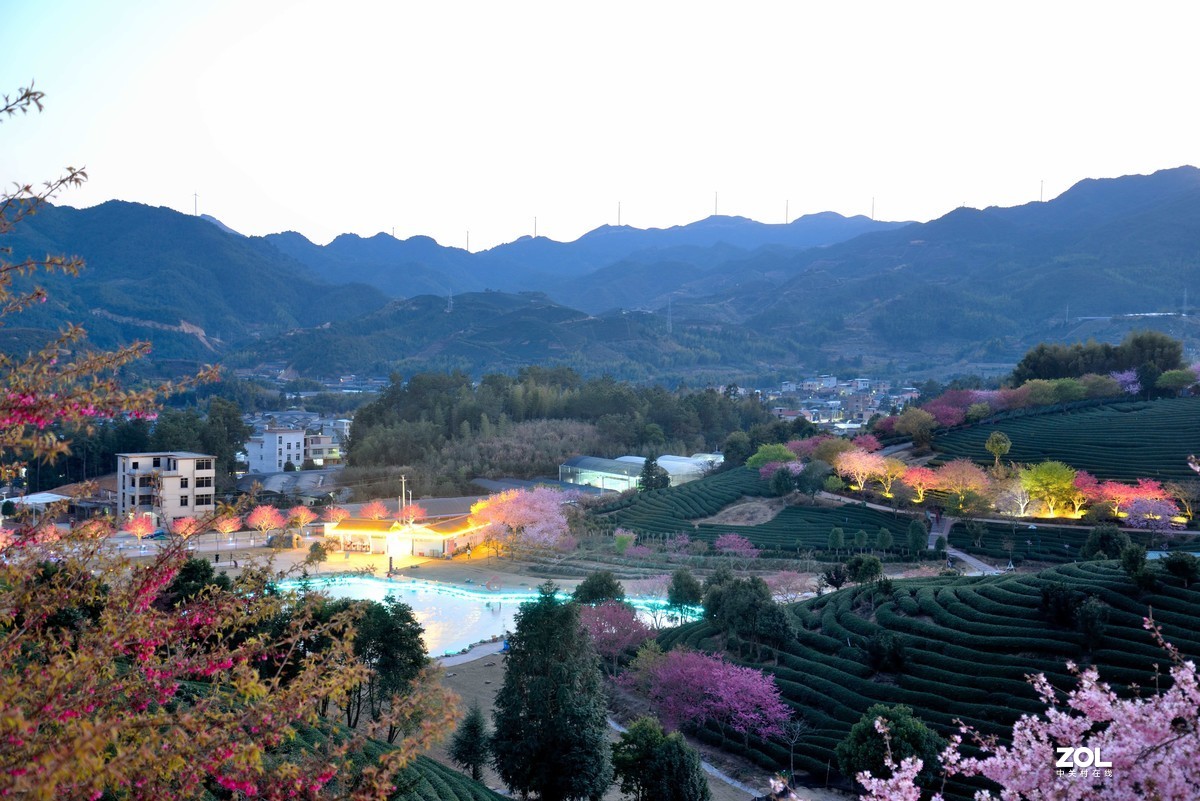 永福   茶园  樱花