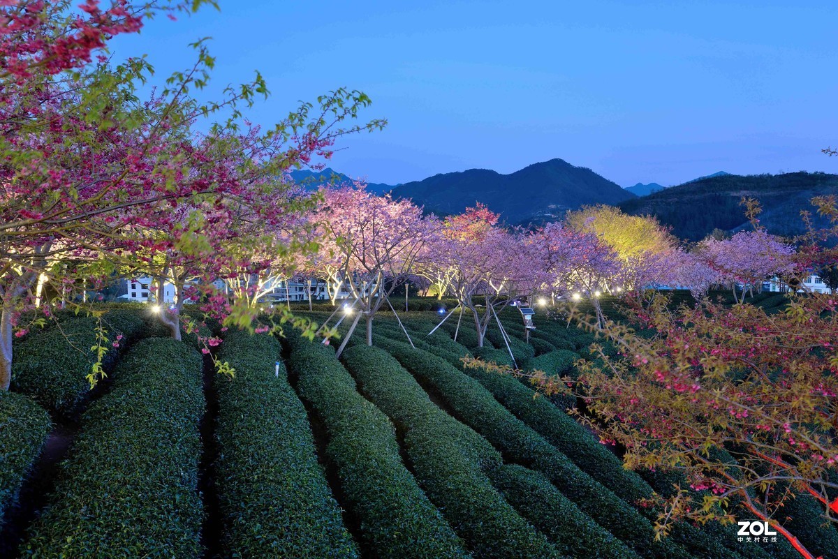 永福   茶园  樱花