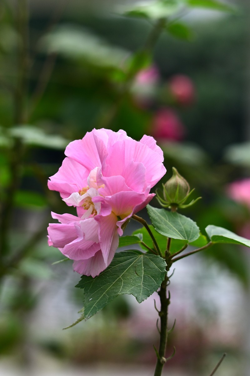 花城随拍