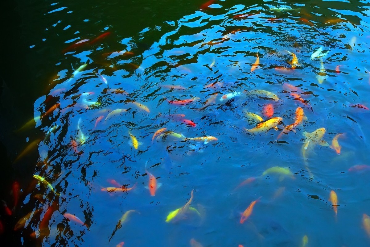 2021_荷塘里的鱼5