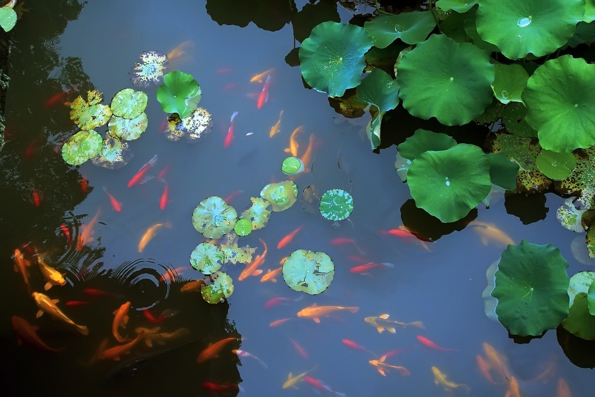 2021_荷塘里的鱼5