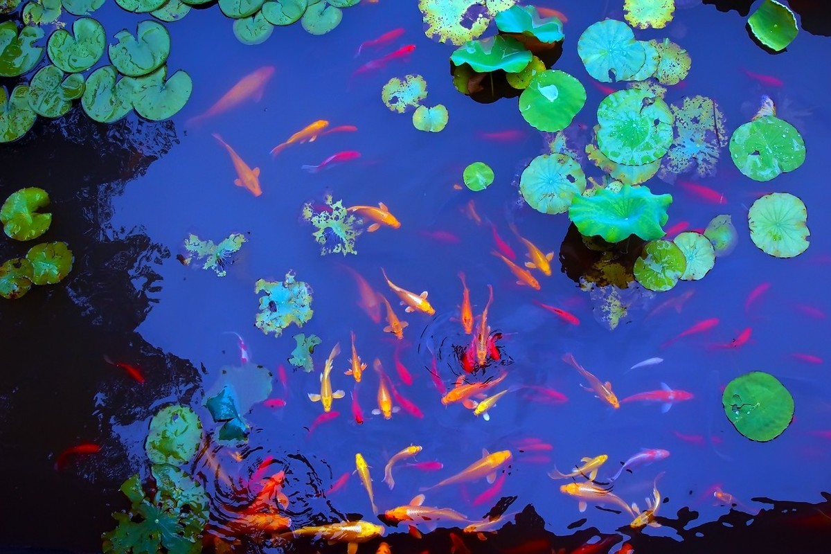 2021_荷塘里的鱼5