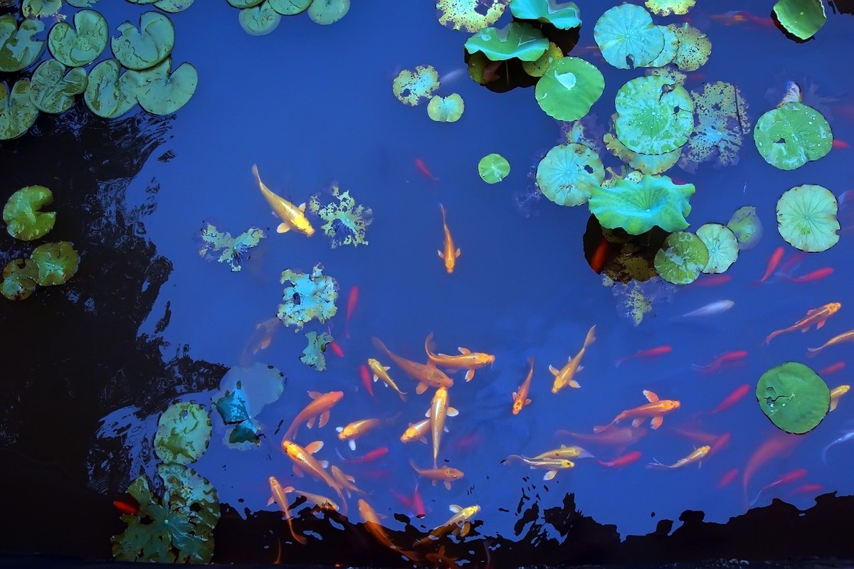 2021_荷塘里的鱼5