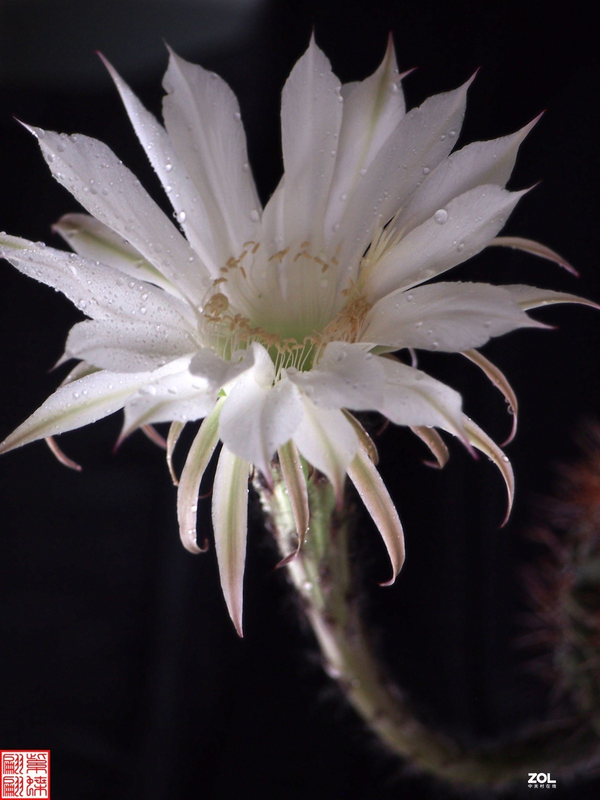 2021白色仙人球花