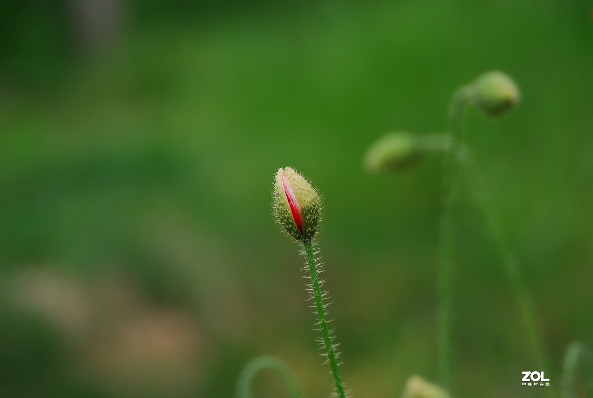 绿油油