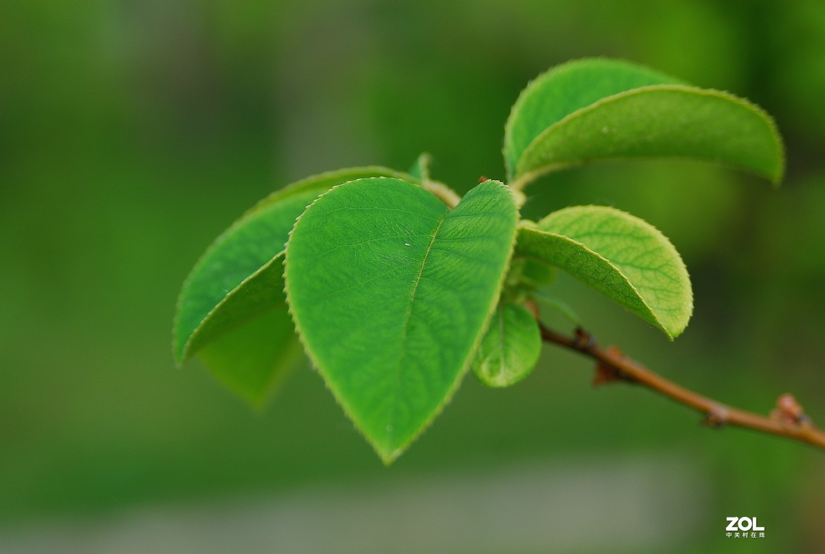 绿油油