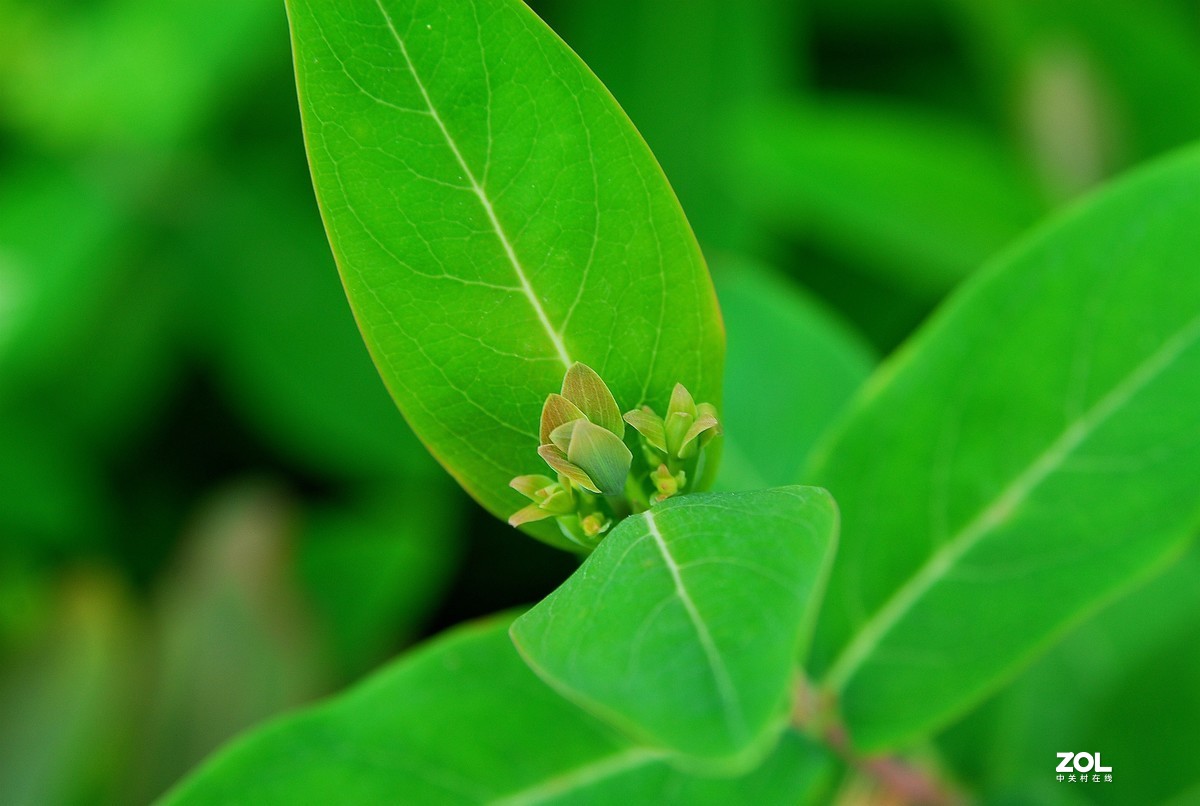 绿油油