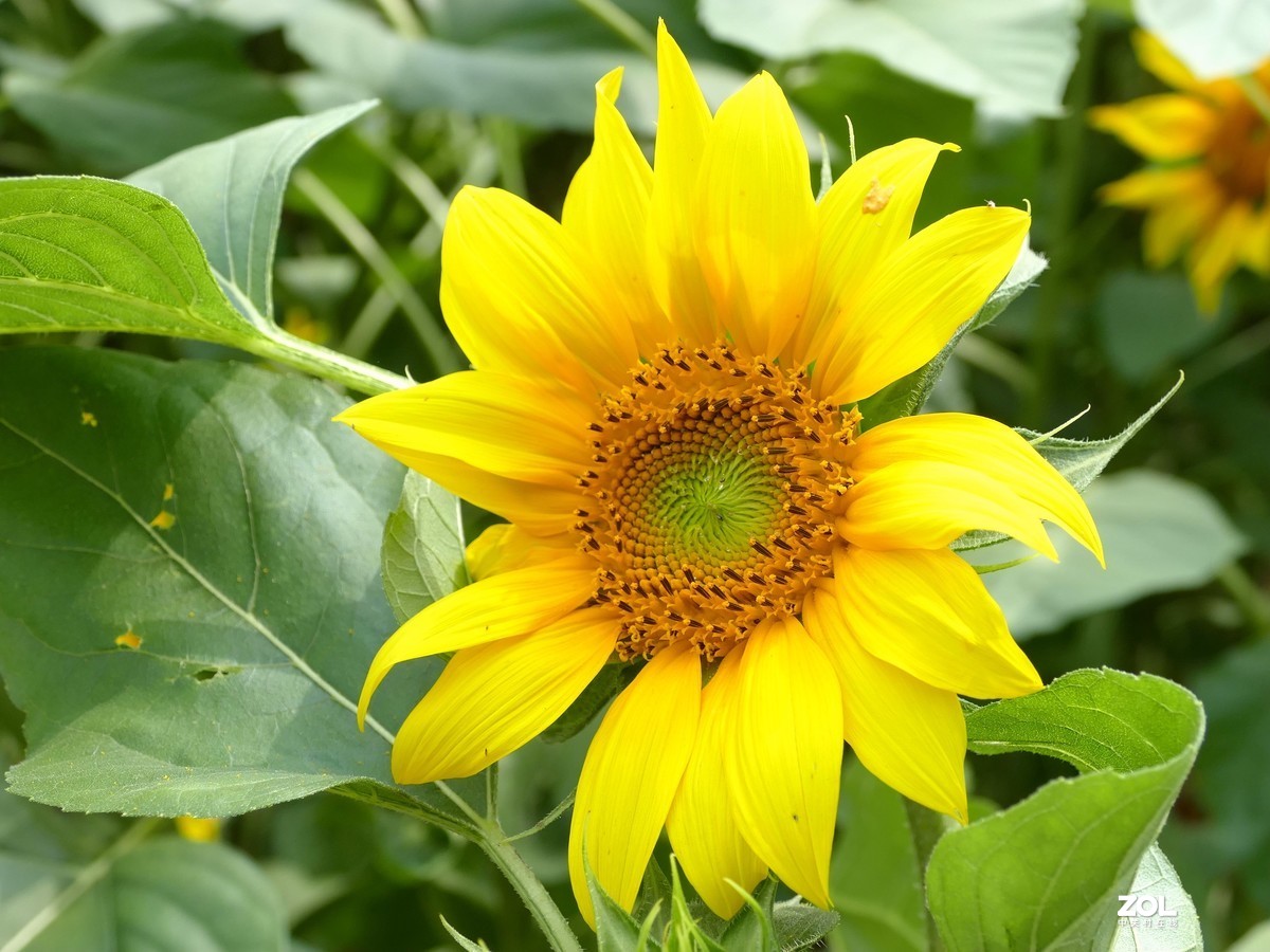 向      日      葵