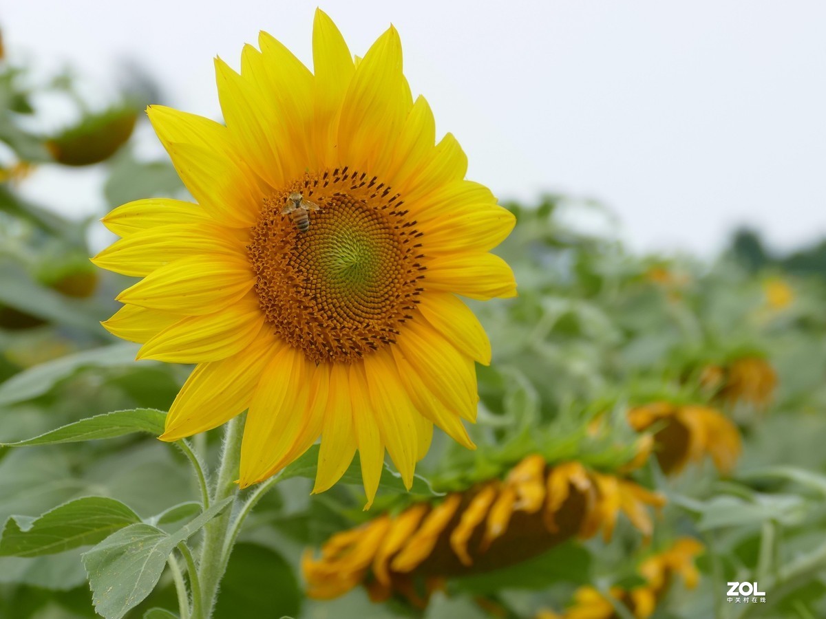 向      日      葵