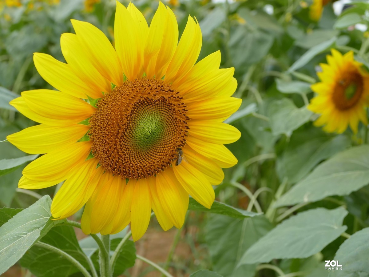 向      日      葵