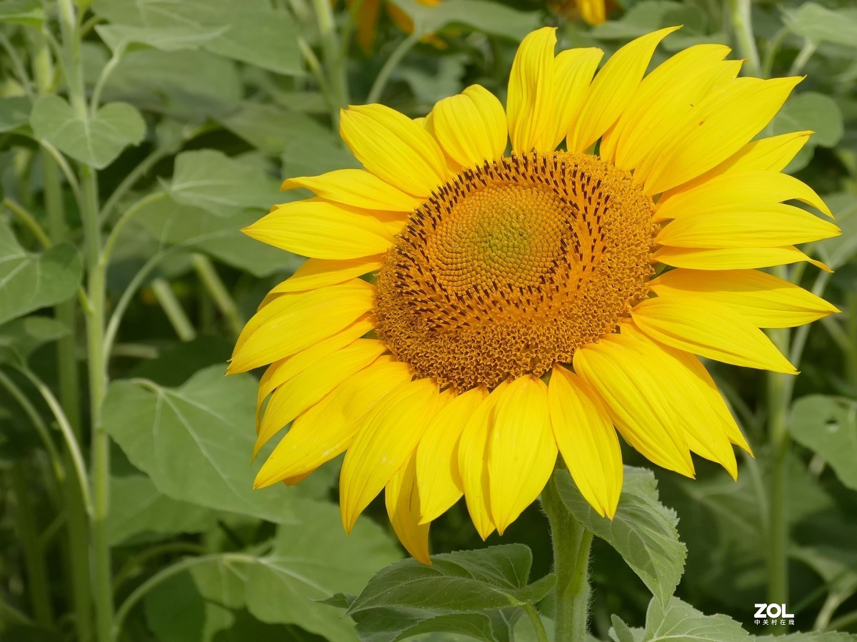 向      日      葵