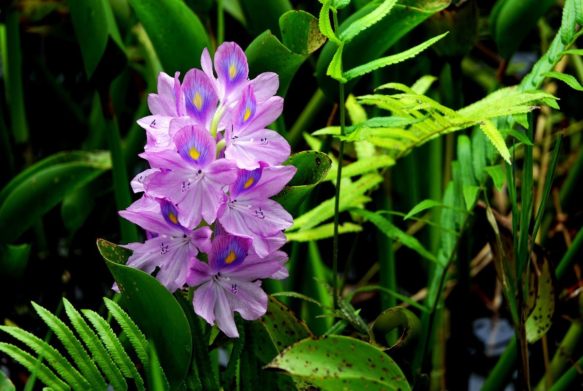 凤眼莲-中关村在线摄影论坛
