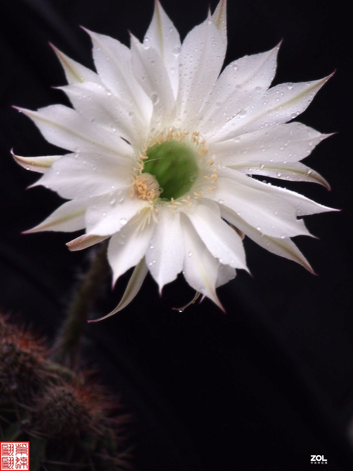 2021白色仙人球花