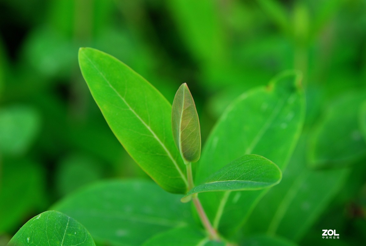 绿油油