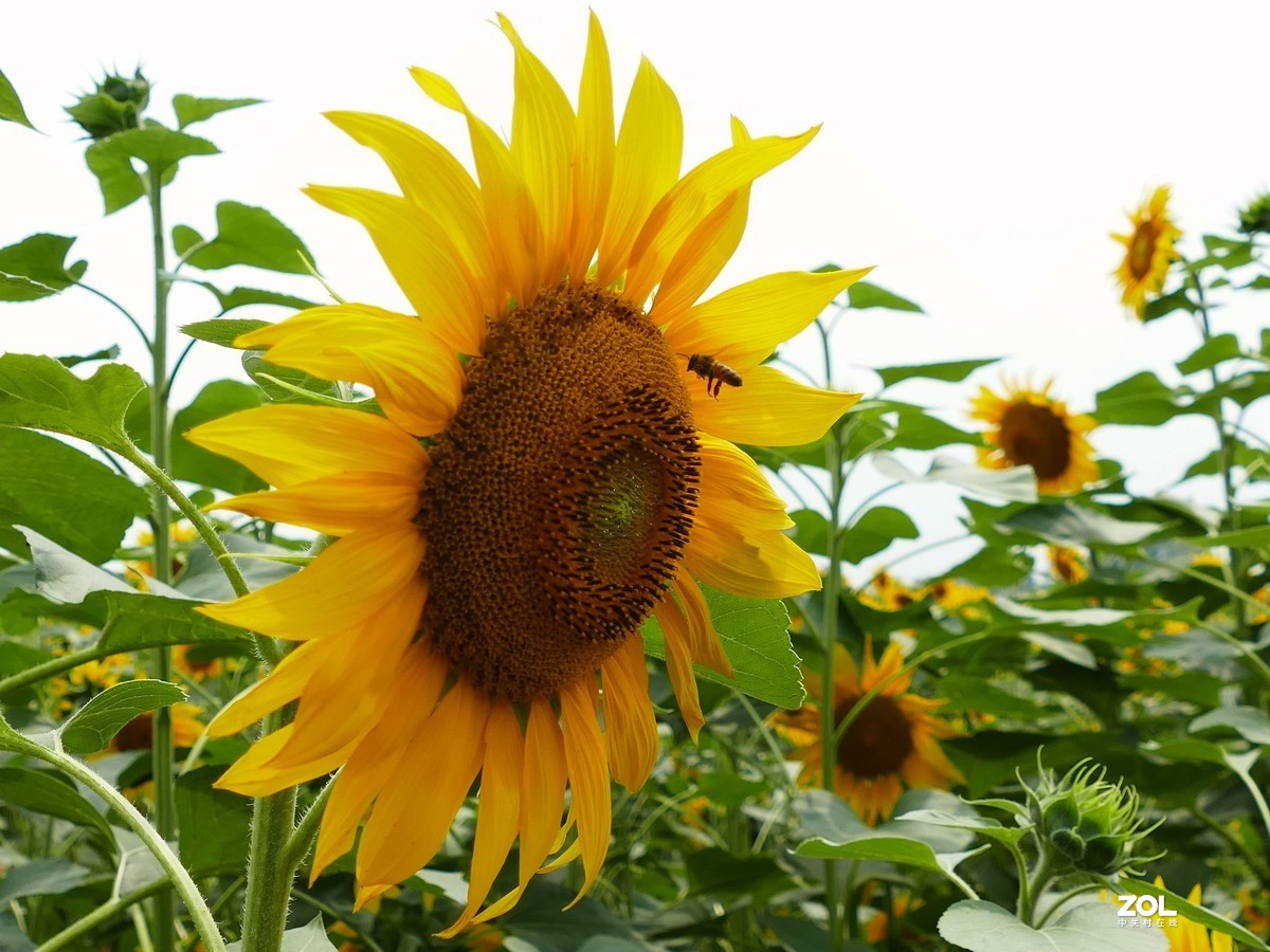 向      日      葵