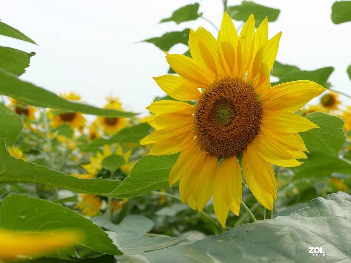 向      日      葵