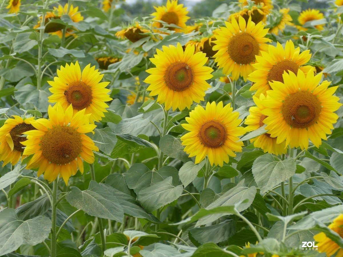 向      日      葵