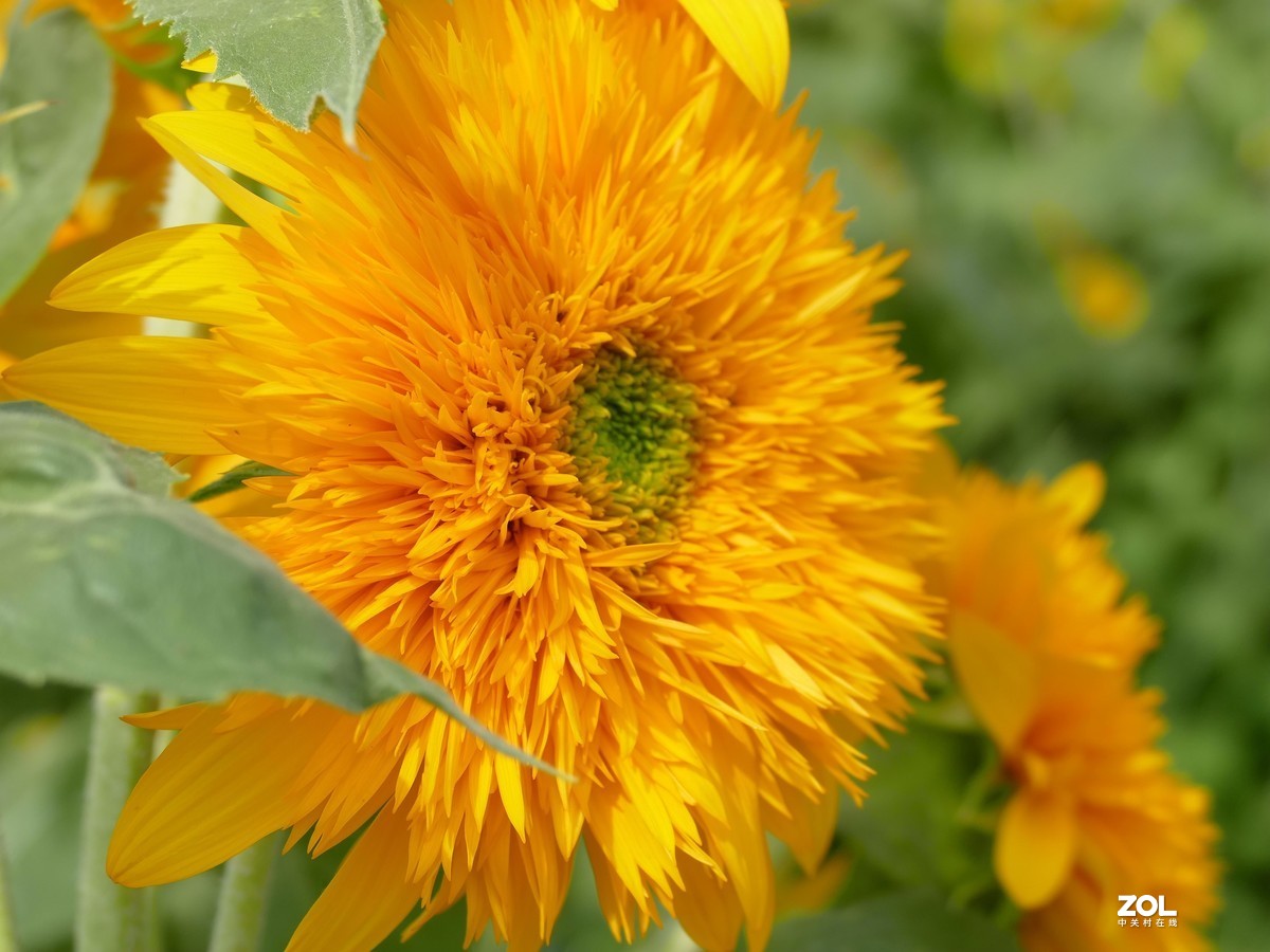 向      日      葵