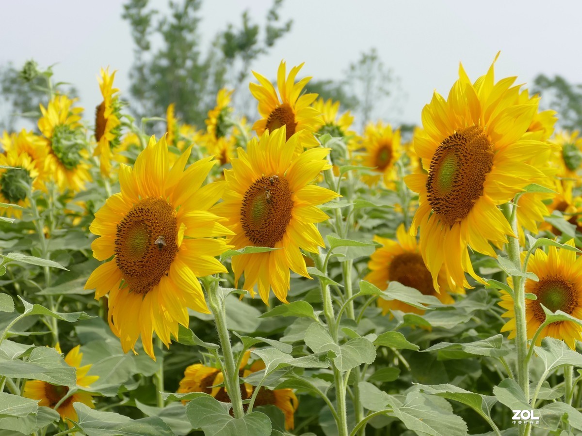 向      日      葵