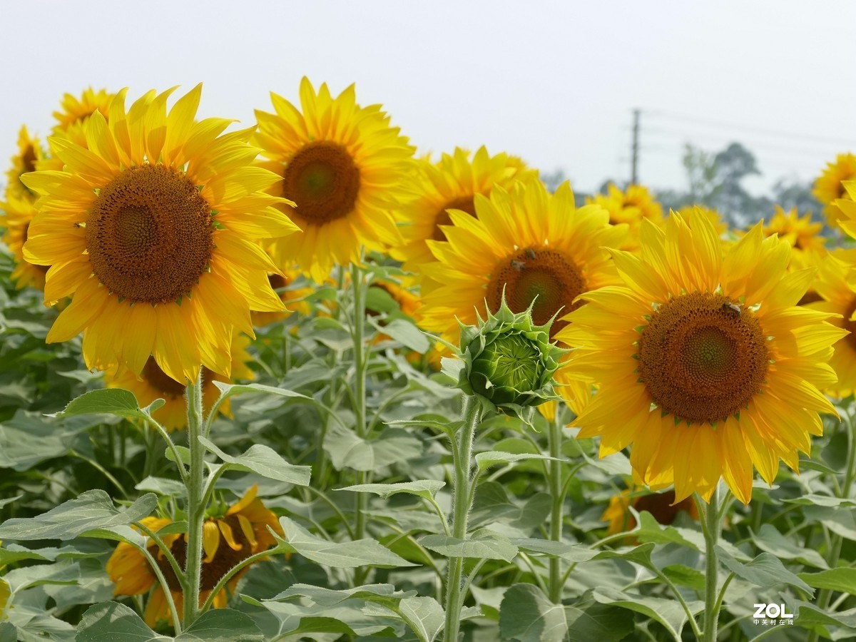向      日      葵