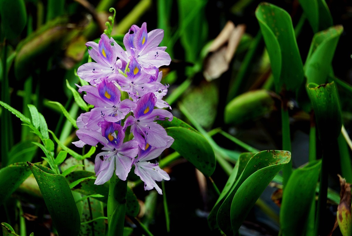 凤眼莲-中关村在线摄影论坛