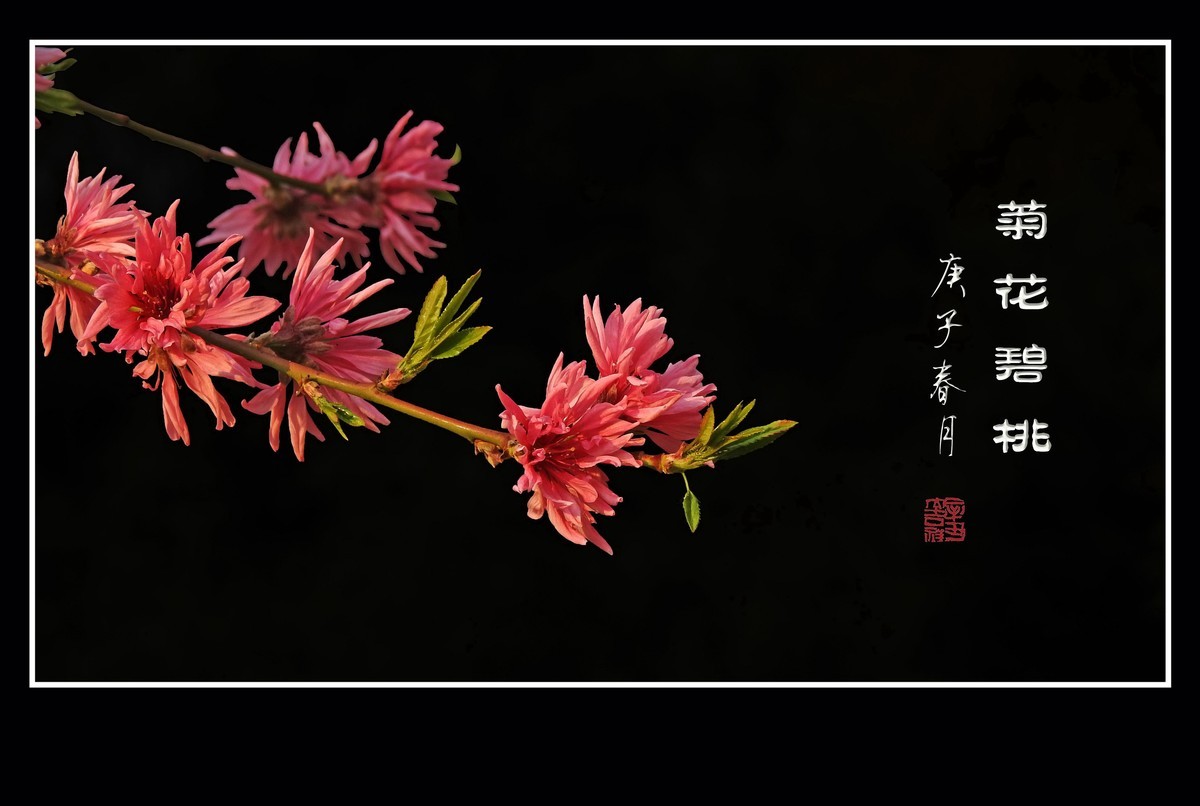 粉色菊花挂满枝