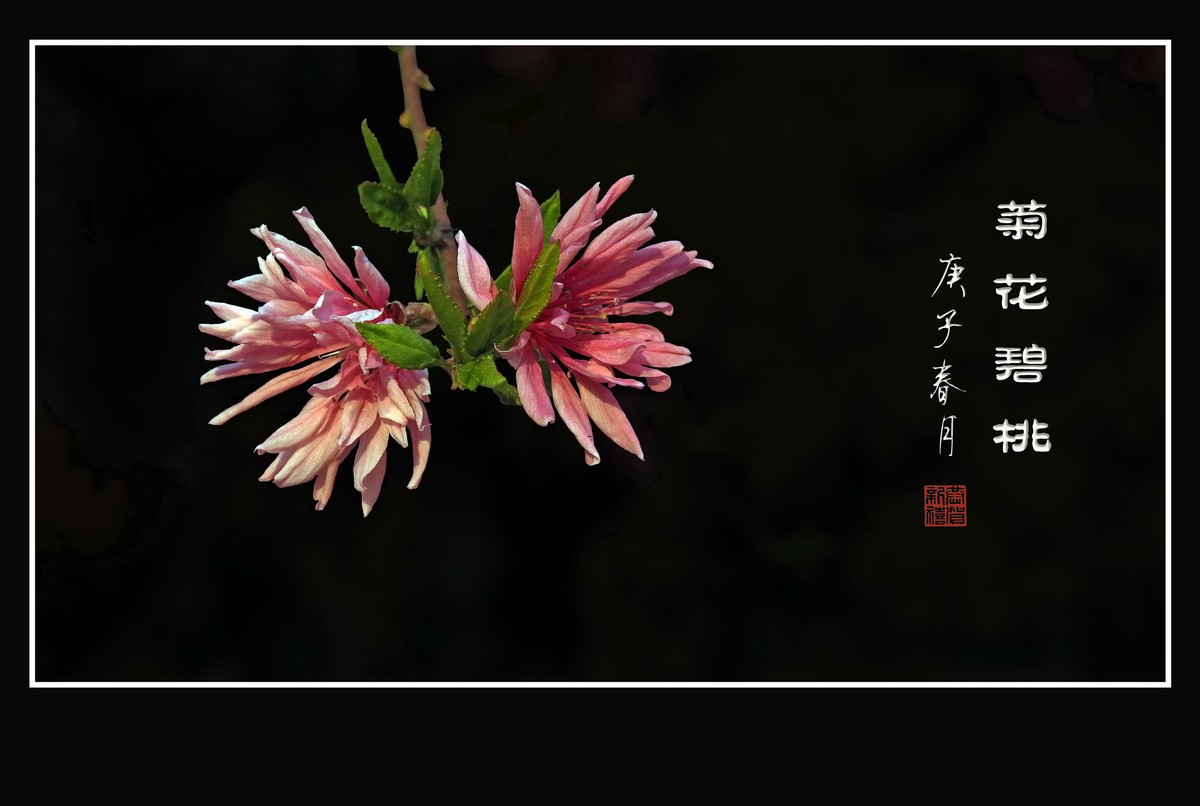 粉色菊花挂满枝
