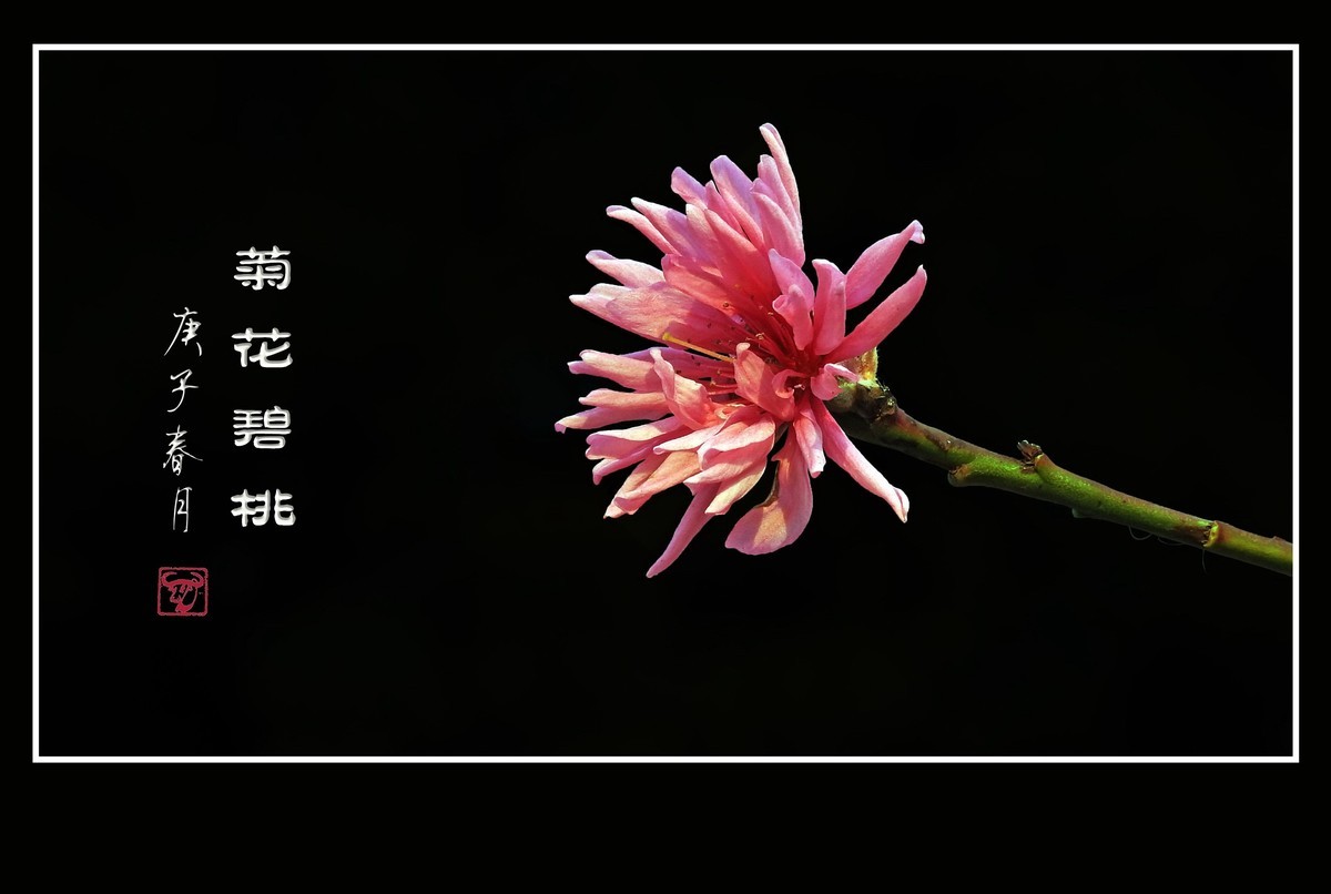 粉色菊花挂满枝